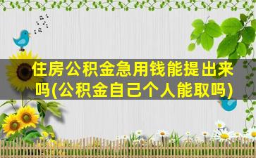 住房公积金急用钱能提出来吗(公积金自己个人能取吗)